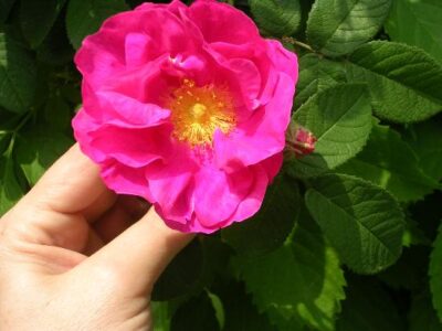 A Reader’s Request: The Herbs of Shakespeare, Act Two